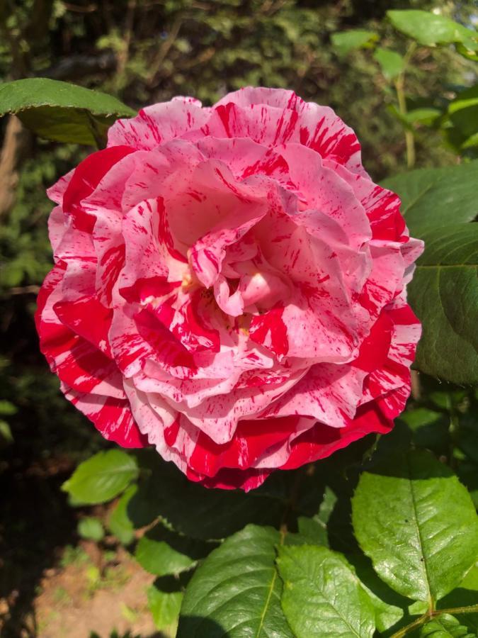 Le Chai De La Rose Spa Et Seances Bien Etre Дуэ-ла-Фонтен Экстерьер фото